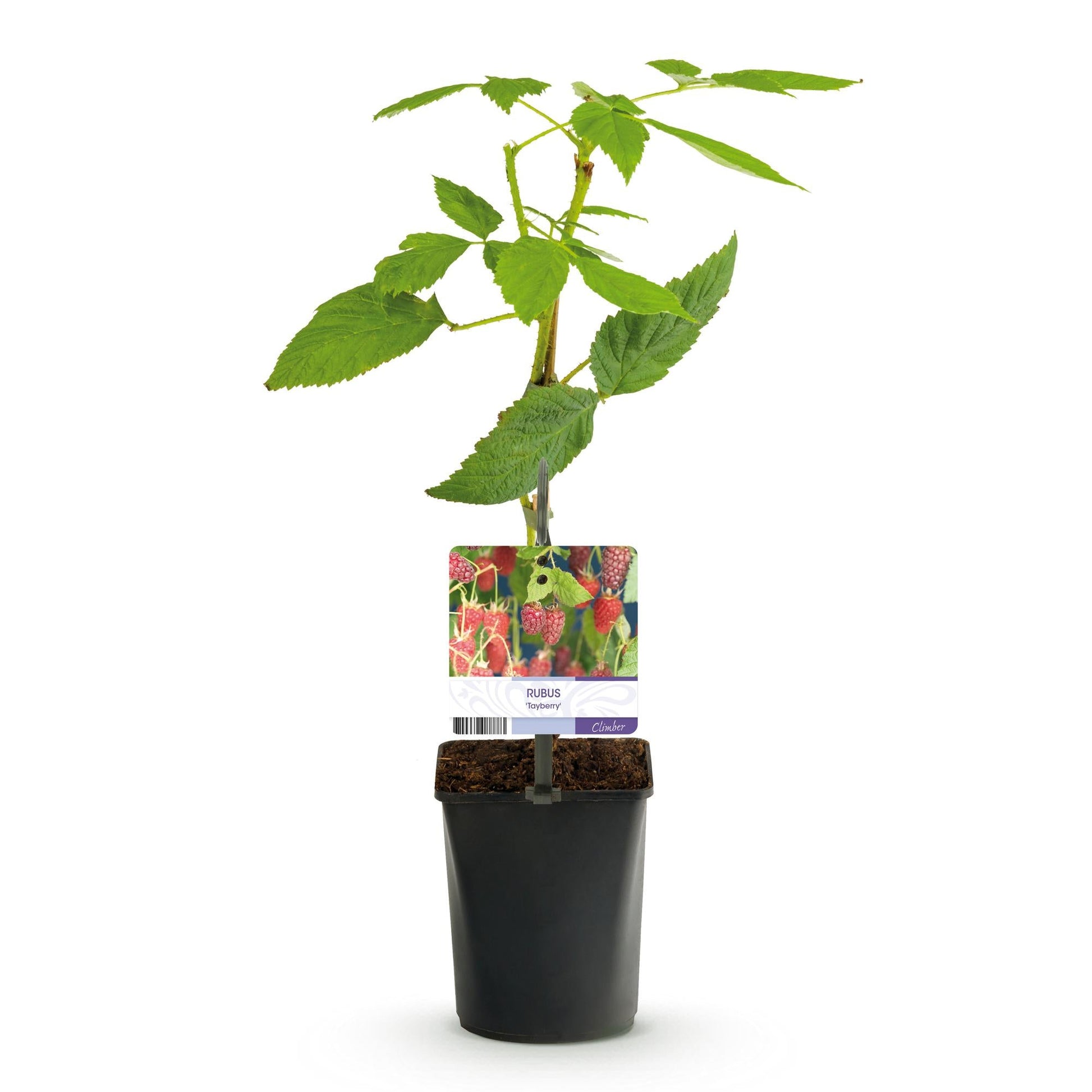 Tayberry - Rubus Tayberry - Obstpflanze - Kreuzung aus Himbeere und Brombeere - 2 Pflanzen - Topf 11cm Höhe 40cm 