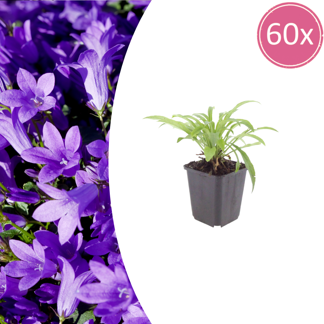 Pfirsichblättrige Glockenblume Campanula persicifolia ‘Coerulea’ – 60 Pflanzen – 10-25cm – Ø9cm – Blaue Staude für sonnige Beete & Halbschatten