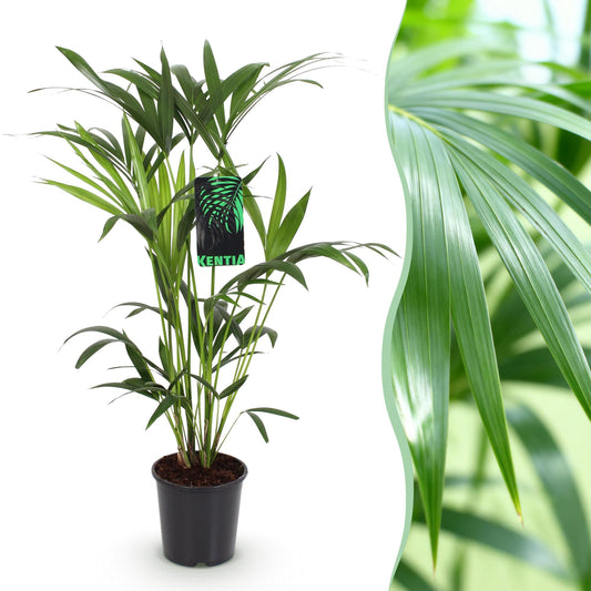 Howea Forsteriana – Kentia-Palme – 80–85cm – 19cm – Pflegeleichte Zimmerpalme mit eleganten Wedeln – Tropische, luftreinigende Grünpflanze für stilvolle Wohnräume 