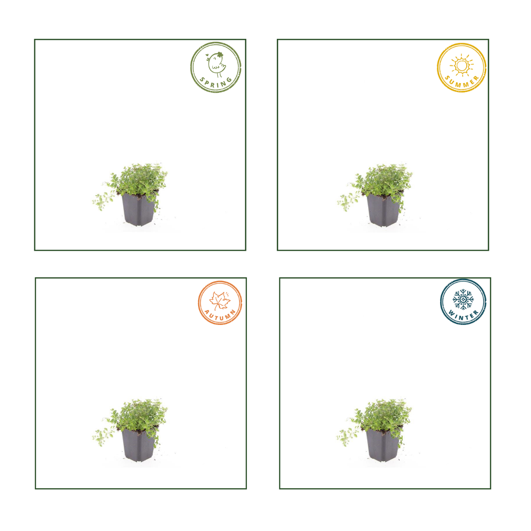 Thymus serpyllum Set – 48 Pflanzen Ø9cm – Duftender Sand Thymian Bodendecker – Winterhart trockenheitsresistent niedrig wachsend – Für Wege Steinfugen Garten Terrasse Bienenfreundlich 