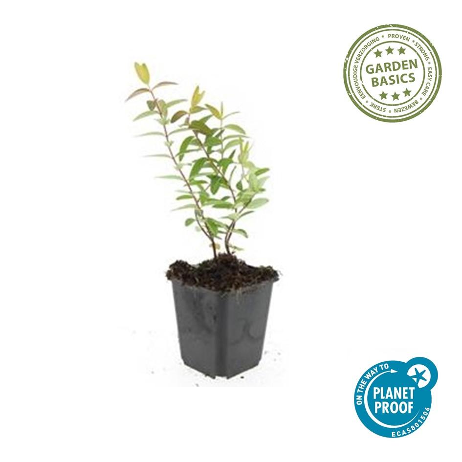 Großblumiges Johanniskraut - Hypericum 'Hidcote' - ↕10-25cm - Ø9cm - 40 Stück
