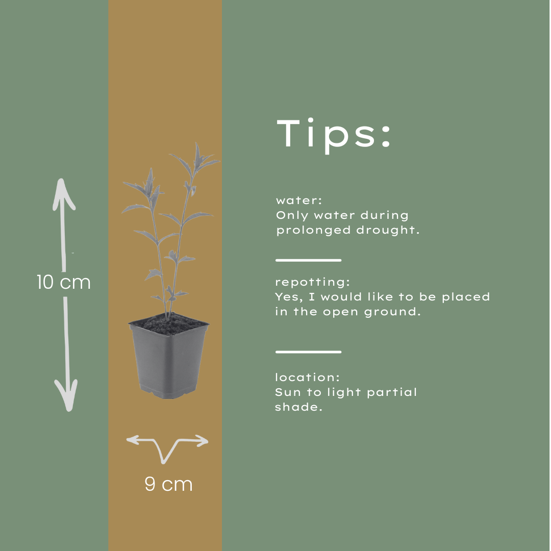 Kalimeris incisa Blue Star – 12 Pflanzen – Ø9cm – Höhe 10-25cm – Winterharte Staude – Hellblaue Blüten – Pflegeleicht für Beet, Steingarten & Naturgarten