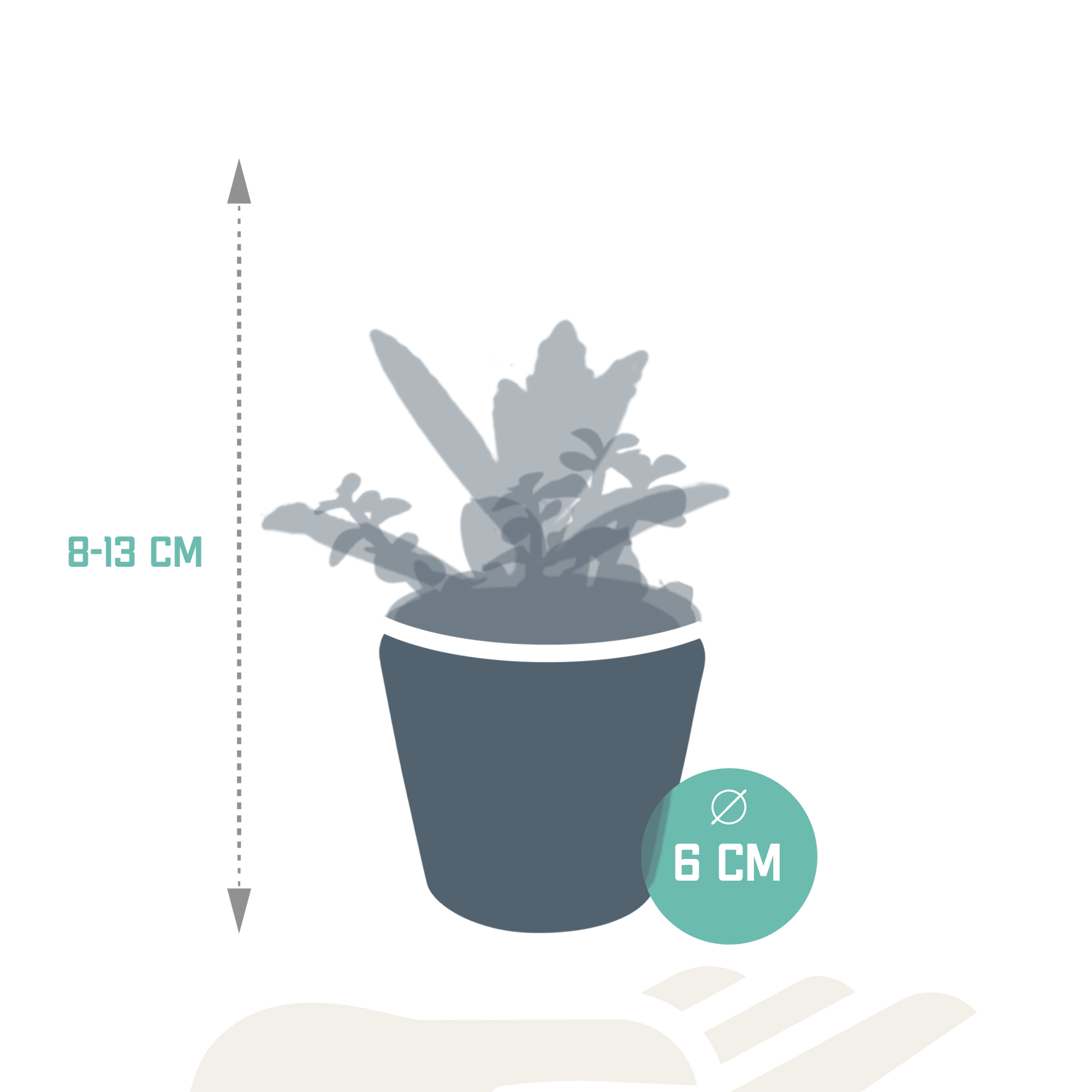 Sukkulenten-Mischung 5 Sukkulenten – Ø5,5cm – Handbemalter mexikanischer Topf – Vielfältige Formen & Farben – Hochwertige Qualität vom Erzeuger 