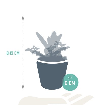 Sukkulenten-Mischung 5 Sukkulenten – Ø5,5cm – Handbemalter mexikanischer Topf – Vielfältige Formen & Farben – Hochwertige Qualität vom Erzeuger 