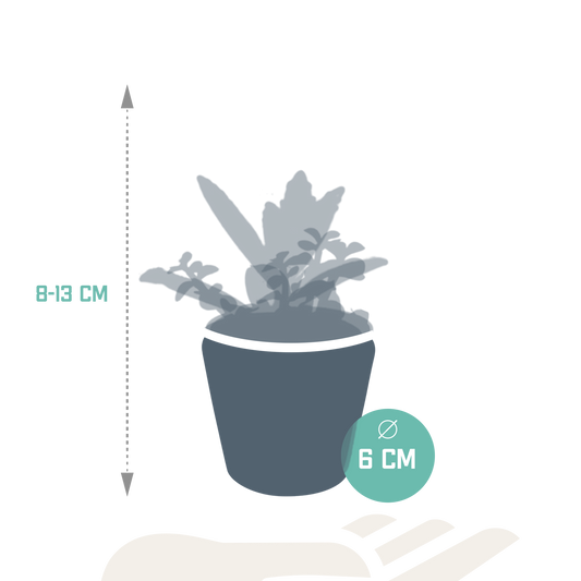 Sukkulenten-Mischung 5 Sukkulenten – Ø5,5cm – Handbemalter mexikanischer Topf – Vielfältige Formen & Farben – Hochwertige Qualität vom Erzeuger 