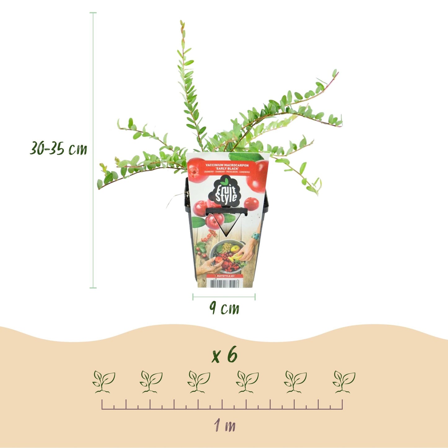 GreenboutiQ - Obstpflanzen - Blaubeere - Vaccinium macrophylla Early Black - Winterhart - 3 Pflanzen - Topf 9 cm - Dunkelrote Beere 