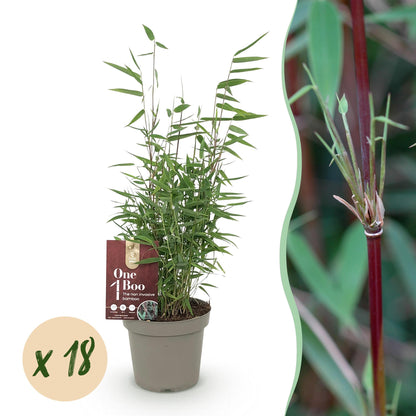 Green boutiQ - Bambus - Fargesia Red Dragon - Immergrün - Nicht Ausbreitend - Grün - 18 Pflanzen - Topf 14cm - Höhe 35cm 