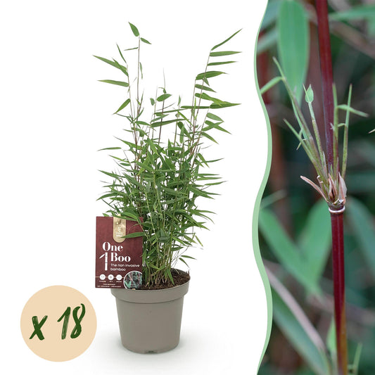 Green boutiQ - Bambus - Fargesia Red Dragon - Immergrün - Nicht Ausbreitend - Grün - 18 Pflanzen - Topf 14cm - Höhe 35cm 