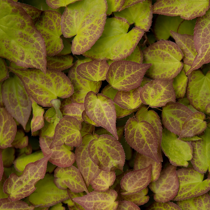 Elfenblume Epimedium perralchicum Frohnleiten – 24 Pflanzen – Wintergrüne Staude für Schatten & Halbschatten – Bodendecker für Garten & Beet – 10-25cm – Ø9cm – Pflegeleicht