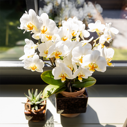 Kolibri Home | Classy Cube Ziertopf - Ø9cm 