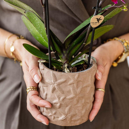 Set aus Bolzano-Orchidee & Sukkulente – In dekorativen Keramiktöpfen Ø9cm & Ø6cm – Blühende Zimmerpflanzen – Geschenkidee – Pflegeleicht – Frisch vom Züchter
