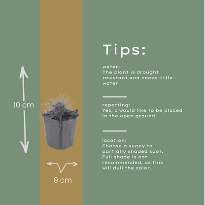 Festuca gautieri Zierschwingel – 48 Pflanzen – Ø9cm – Höhe 10-25cm – Immergrünes Ziergras – Pflegeleicht & Trockenheitsverträglich – Für Beet, Steingarten & Bodendecker