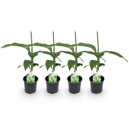 Bananenpflanze Musa Basjoo – 4 Pflanzen – Winterhart – Topf Ø12 cm, Höhe ca. 30 cm – Exotische Garten- und Terrassenpflanze – Große grüne Blätter – Ideal für Beet & Balkon 