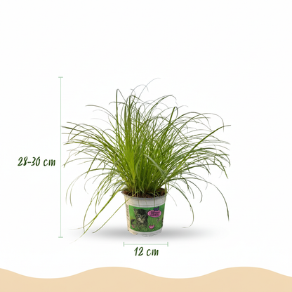 Green boutiQ - Zimmerpflanze - Cyperus alternifolius Zumula - Katzenpflanze - Haustierfreundliche Pflanze - Grün - 1 Pflanze - mit Potter Grau - Topf 12cm - Höhe 20cm 