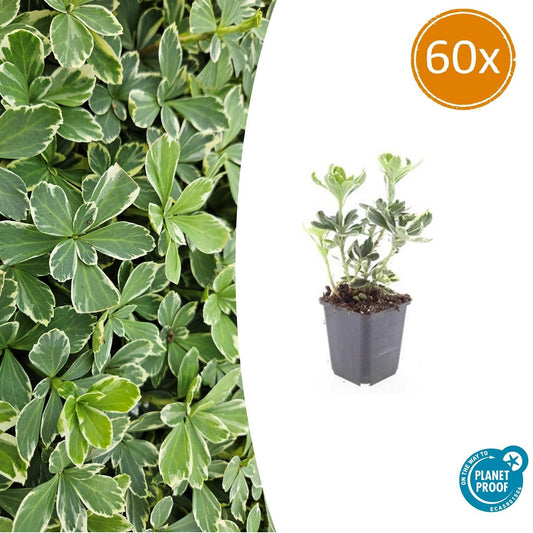 Schattengrün Pachysandra terminalis 'Variegata' – ↕10-25cm – Ø9cm – 60 Pflanzen – Winterhart – Immergrün – Pflegeleicht – Bodendecker für Schatten