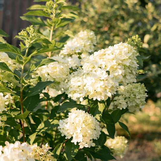 Green boutiQ - Gartenpflanze - Hydrangea panniculata Limelight - Rispenhortensie - Winterhart - Limettengrün - 1 Pflanze - Topf 12cm - Höhe 20-30cm 