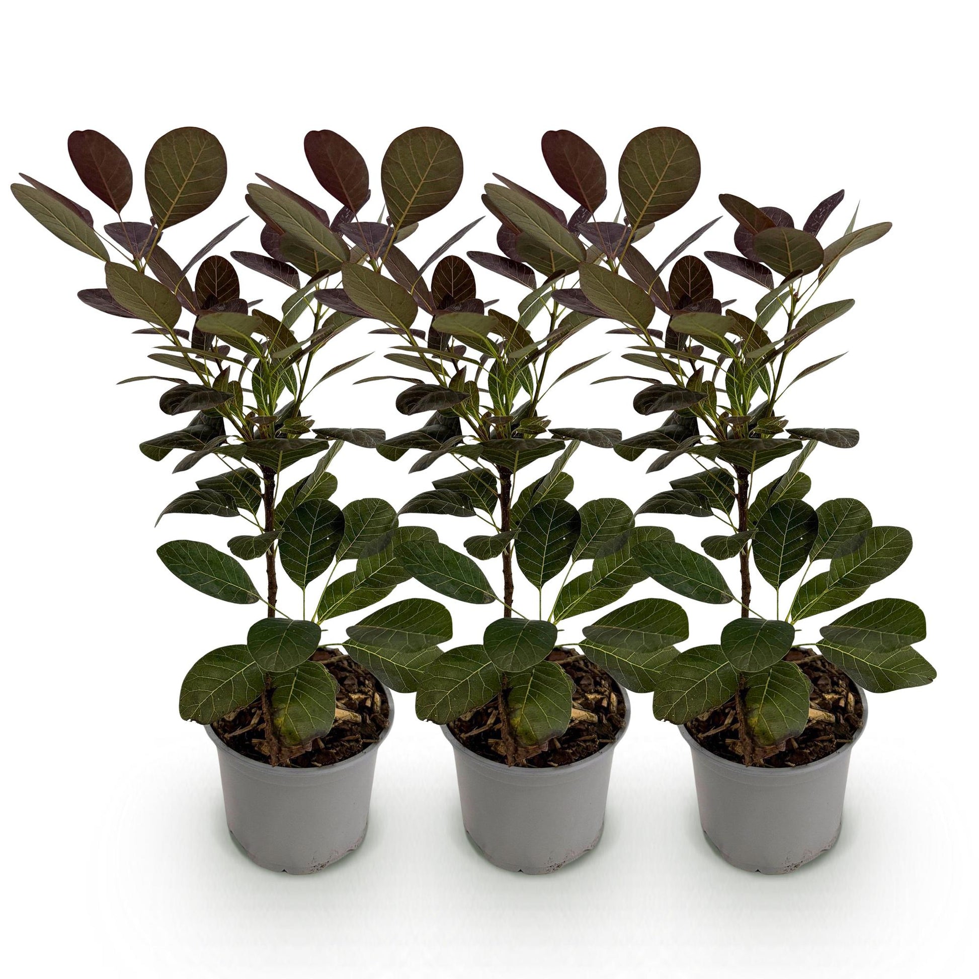 GreenboutiQ - Gartenpflanze - Cotinus coggyria Royal Purple - Lila - 3 Pflanzen - Laubabwerfend - Wenig Pflege - Topf 12cm Höhe 35cm 