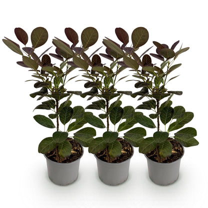 GreenboutiQ - Gartenpflanze - Cotinus coggyria Royal Purple - Lila - 3 Pflanzen - Laubabwerfend - Wenig Pflege - Topf 12cm Höhe 35cm 