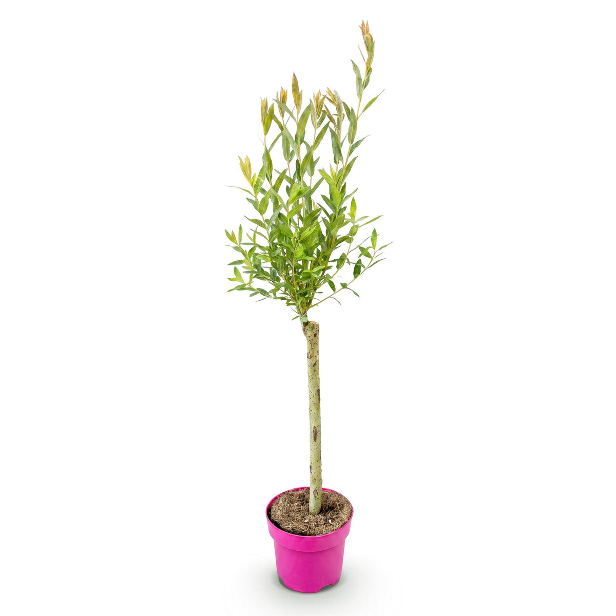 Flamingo-Weide – Salix 'Flamingo' – Topf Ø17cm – Höhe 70-80cm