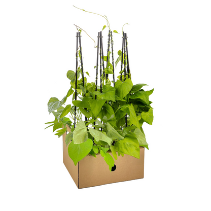 Himmelblaue Prunkwinde - Ipomoea tricolor Heavenly Blue - Ø13 cm - ↕60 cm - 4 Pflanzen 