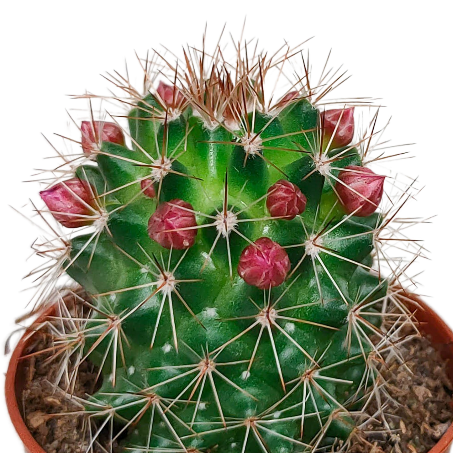 Kakteenmischung - 5,5 cm - 5 Stück