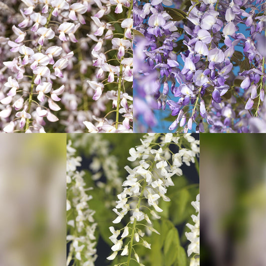 Blauregen Wisteria floribunda Tricolour – Blau, Rosa & Weiß – 3 Pflanzen – 11 cm x H40 cm – Duftend & Kletterpflanze – Für Pergolen, Zäune & Wände 