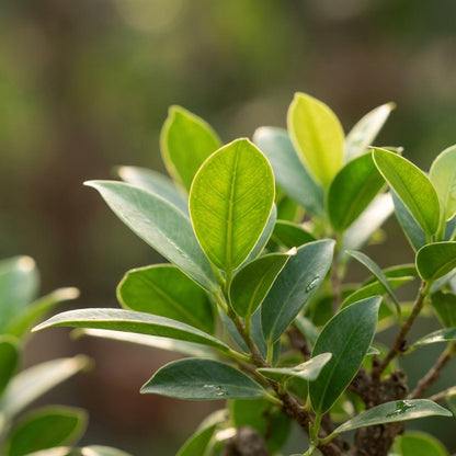 Bonsai Baum Ø15cm Höhe 30–35cm – Klassischer Miniaturbaum mit geschwungenem Stamm – In edler Keramikschale – Dekorative Zimmerpflanze 