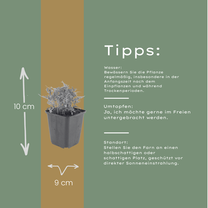 Polypodium vulgare Farn – 24 Pflanzen – Ø9cm – Höhe 10-25cm – Immergrüner Gartenfarn – Winterhart – Für Schattenbeet, Unterpflanzung & Naturgarten - Oasis of Life