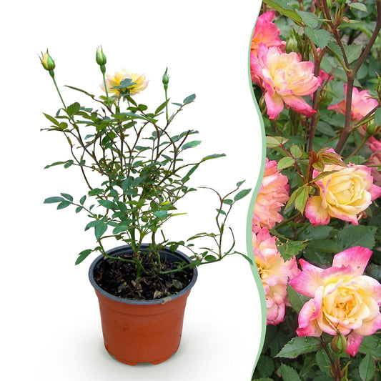 Green boutiQ - Gartenrose - Rosa Tricolor Fairy - Rose - Winterhart - Gelb-Rosa - 1 Pflanze - Topf 12cm - Höhe 20-25cm 
