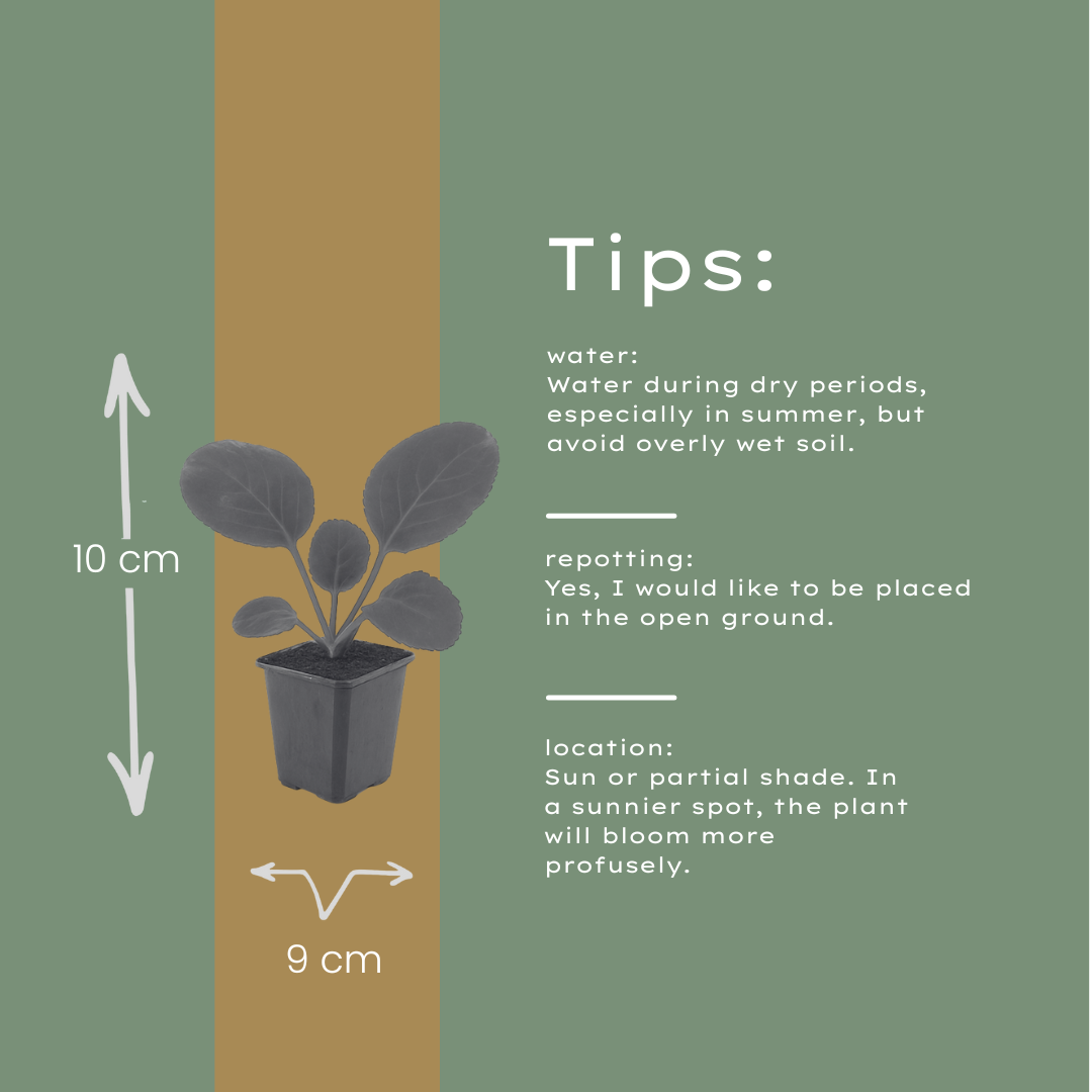 Schusterblume Bergenia cordifolia – 60 Pflanzen – 10-25cm – Ø9cm – Immergrüne Staude mit rosa Blüten – Winterharte Gartenpflanze für Beet, Schatten & Bodendecker