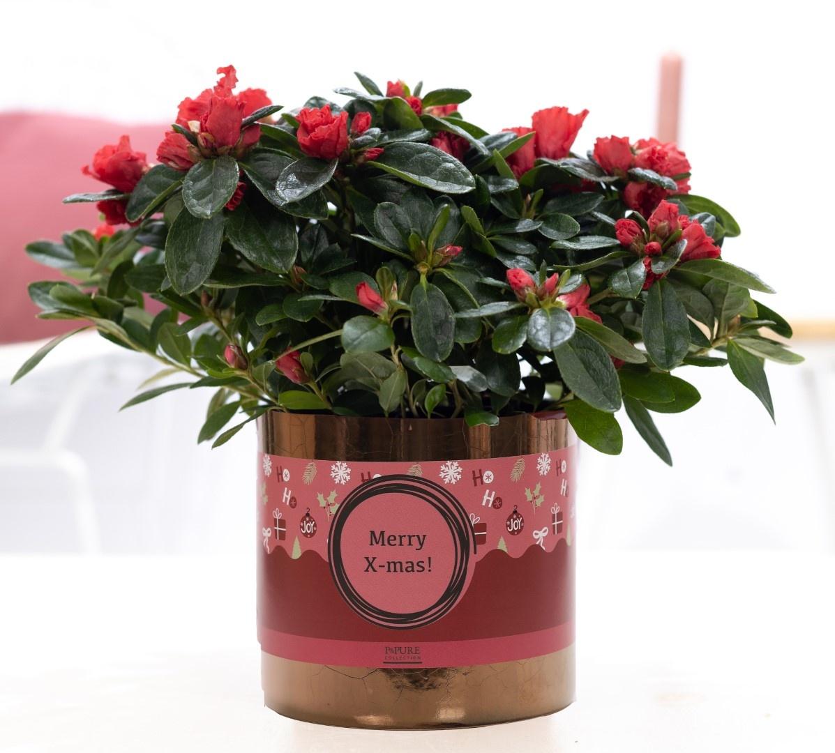 1st Class Azalea Red In P&PURE Ceramics Goldbronze + XMAS Sleeve - Ø12cm - ↕25cm 