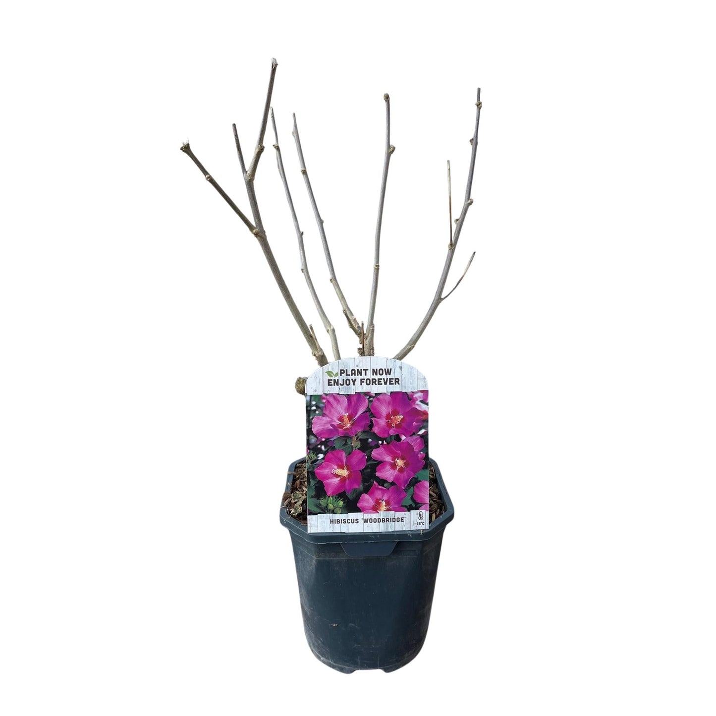 Garteneibisch Hibiscus syriacus Woodbridge – Strauch – Blüte Rosa – Laubabwerfend – Pflegeleicht – 17cm Höhe 45cm – Für Garten & Terrasse 