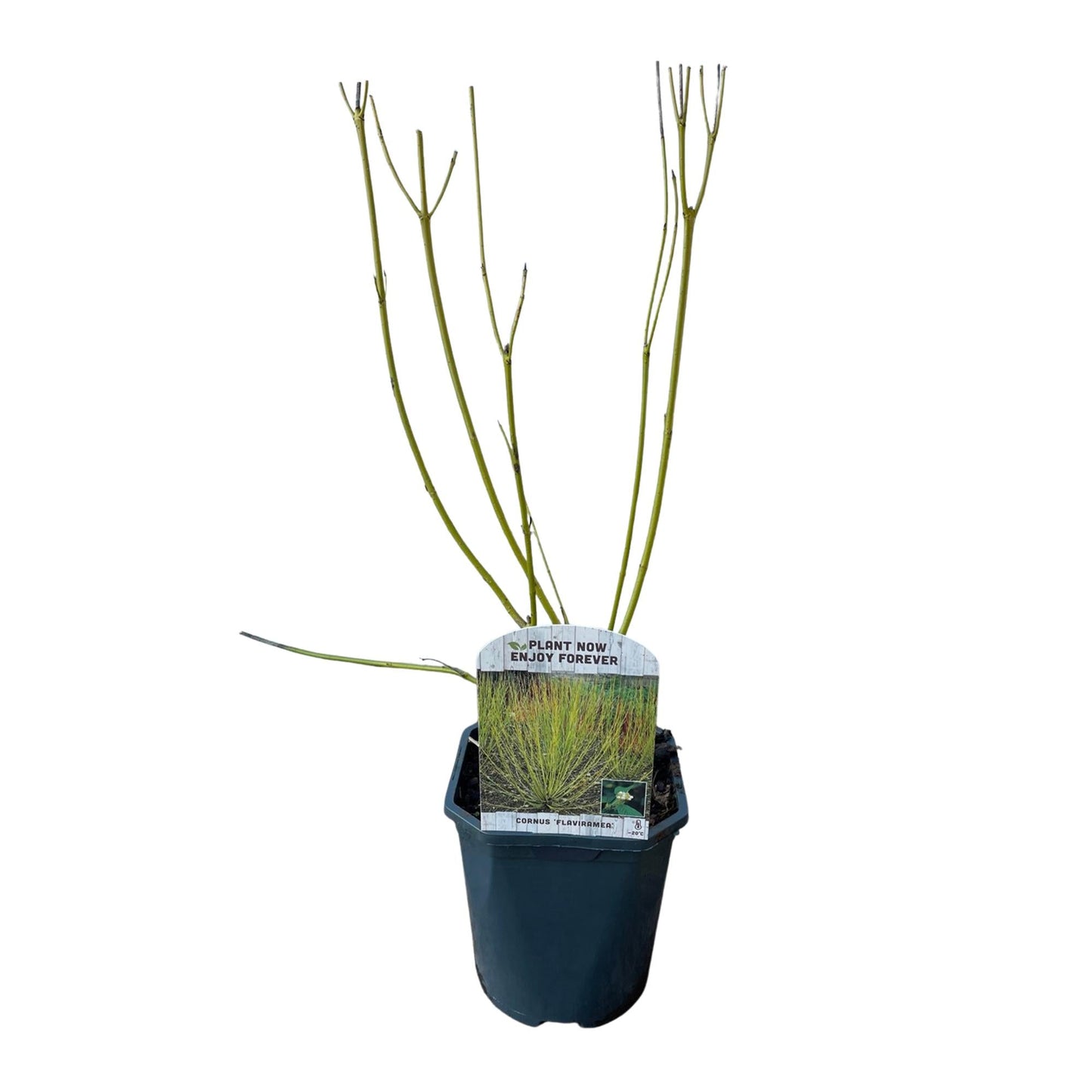 GreenboutiQ - Sträucher - Cornus alba Flaviramea - Grüne Zweige - 1 Pflanze - Laubabwerfend - Wenig Pflege - Topf 17cm Höhe 45cm 