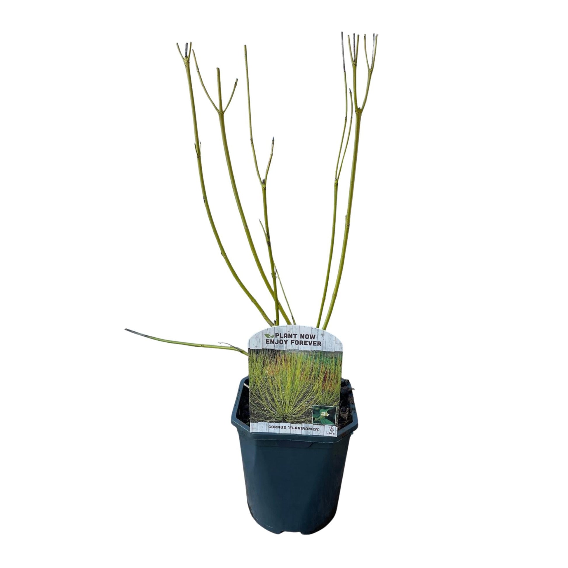 GreenboutiQ - Sträucher - Cornus alba Flaviramea - Grüne Zweige - 1 Pflanze - Laubabwerfend - Wenig Pflege - Topf 17cm Höhe 45cm 