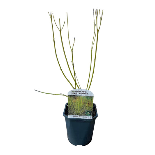 GreenboutiQ - Sträucher - Cornus alba Flaviramea - Grüne Zweige - 1 Pflanze - Laubabwerfend - Wenig Pflege - Topf 17cm Höhe 45cm 