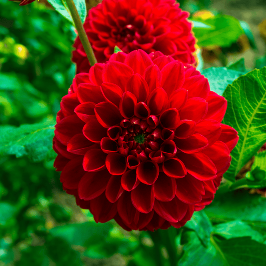 Blumenzwiebel - Dahlie - Heatwave - Große Tiefrote Blumen