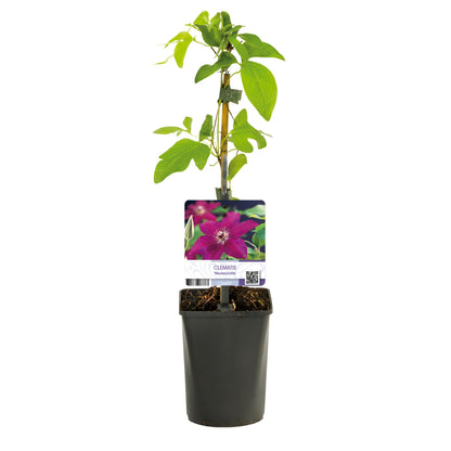 Kletterpflanze - Clematis Westerplatte - Blüte Rot - Pflegeleicht - 2 Pflanzen - Topf 11cm Höhe 40cm