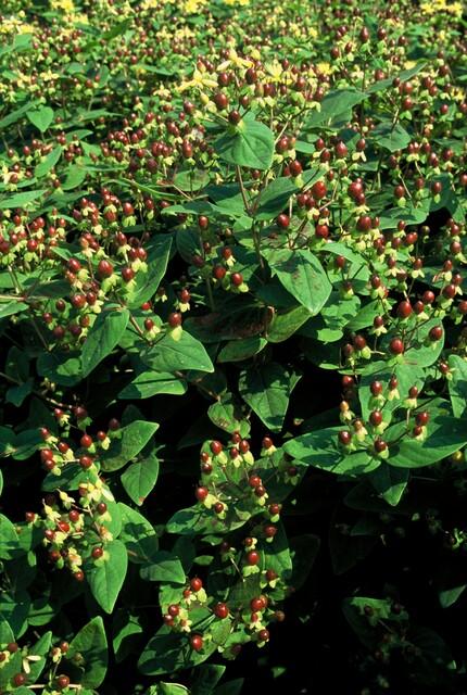 Johanniskraut Hypericum inodorum 'Beauty' – ↕10-25cm – Ø9cm – 60 Pflanzen – Winterharter Strauch mit goldgelben Blüten