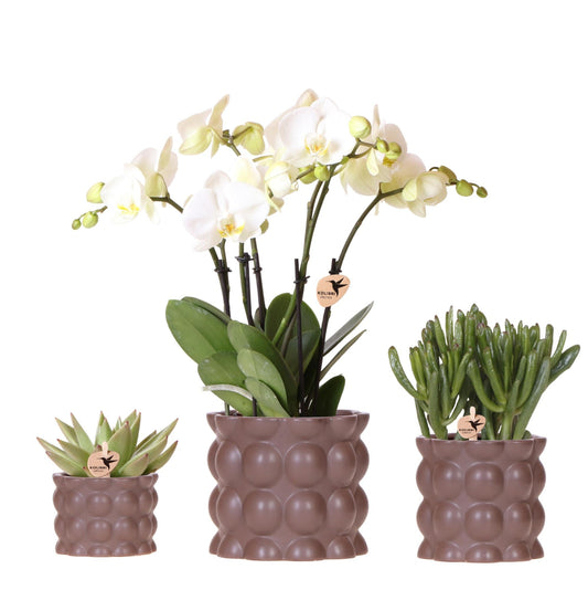 Kolibri Orchids | Pflanzenset Cotton Braun | Grüne Pflanzen mit Weißer Phalaenopsis-Orchidee Ghent in Keramischen Ziertöpfen 