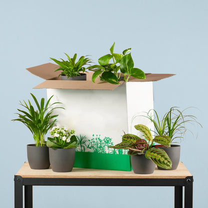 Zimmerpflanzen 6er Set + Viber Schwarz – Save Me Box – Überraschungs-Zimmerpflanzen mit Biologisch Abbaubaren Töpfen – Pflegeleicht & Dekorativ 