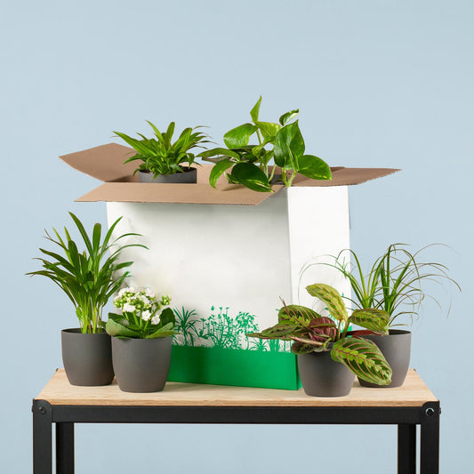 Zimmerpflanzen 6er Set + Viber Schwarz – Save Me Box – Überraschungs-Zimmerpflanzen mit Biologisch Abbaubaren Töpfen – Pflegeleicht & Dekorativ 