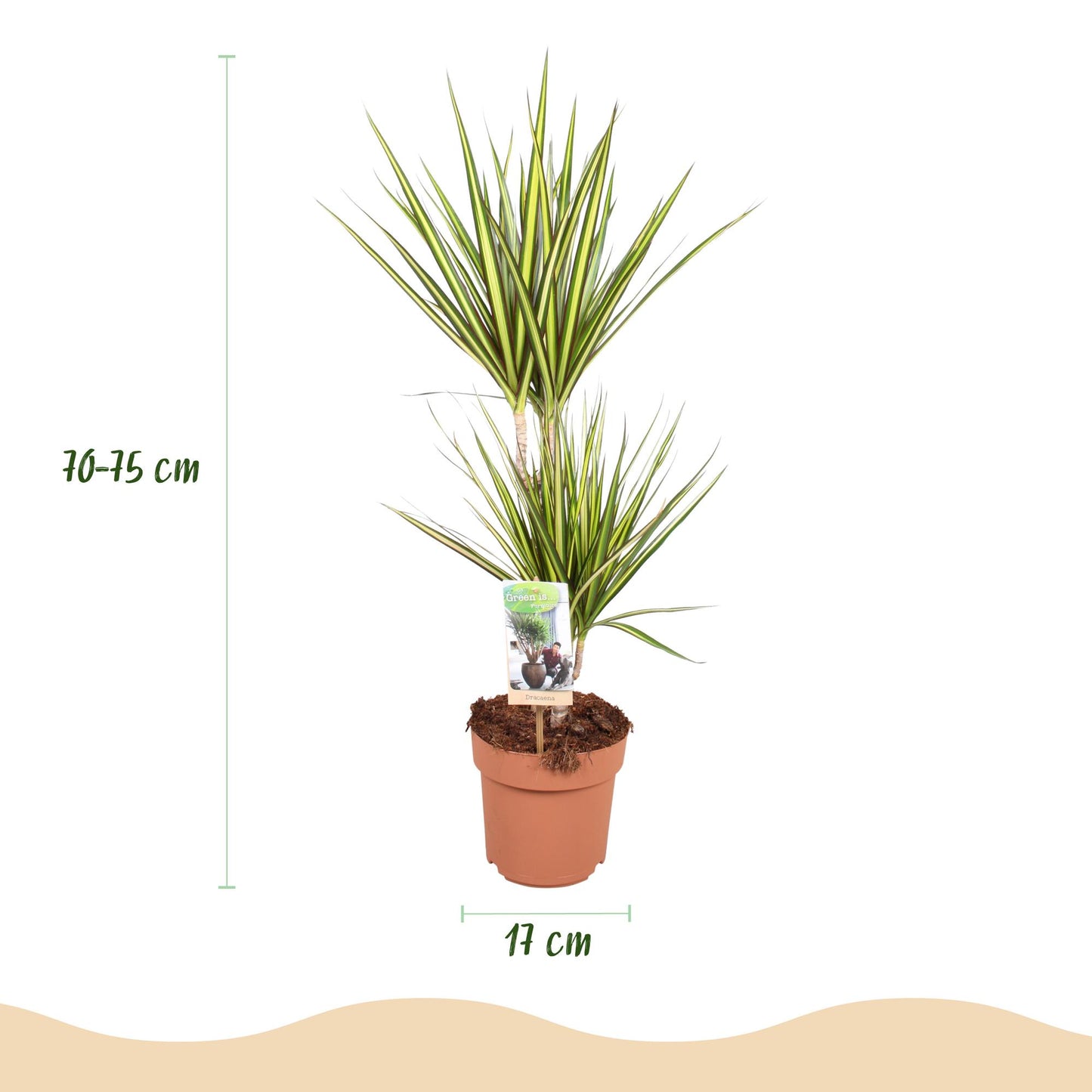Green boutiQ - Zimmerpflanzen - Dracaena Sunray - Drachenblutbaum - Wenig Pflege - Grün - Gelb - 2 Pflanzen - Topf 17cm - Höhe 70-75cm 