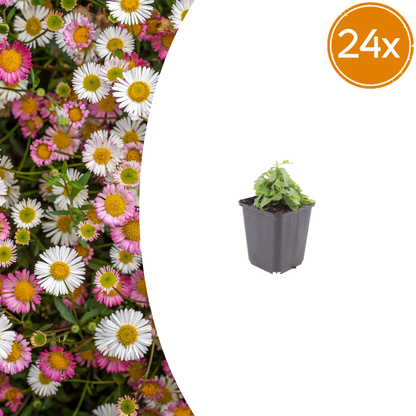 Erigeron karvinskianus Mexikanisches Gänseblümchen – 24 Pflanzen – Ø9cm – Höhe 10-25cm – Dauerblühende Staude für Beet, Mauerfugen & Pflanzgefäße