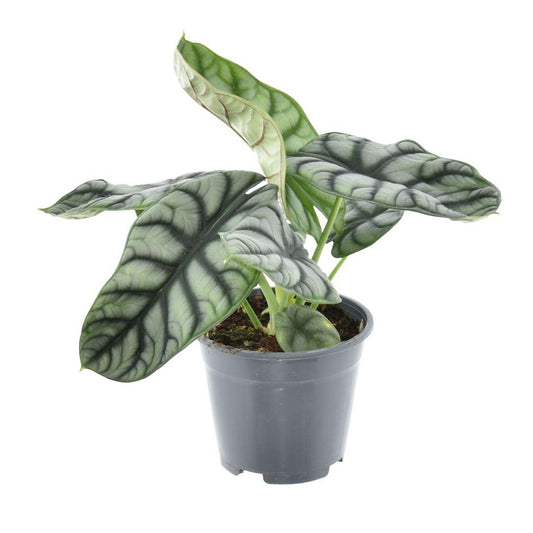 Alocasia Nebula Silver Compacta – Zimmerpflanze – Ø14cm – ↕30cm – Exotisches Blattdesign – Pflegeleicht & dekorativ 