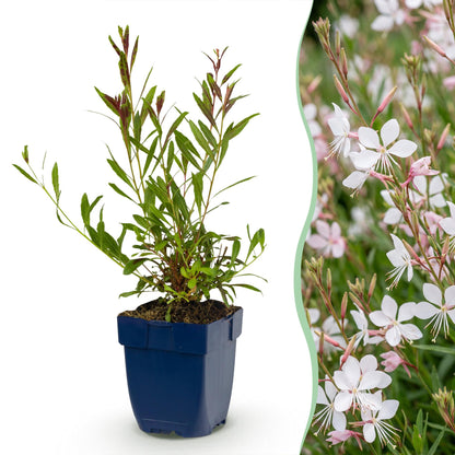 Prachtkerze 'Whirling Butterflies' – Gaura lindheimeri 'Whirling Butterflies' – 6 Pflanzen – Topf Ø11cm – Bienenfreundliche Staude für Garten & Balkon