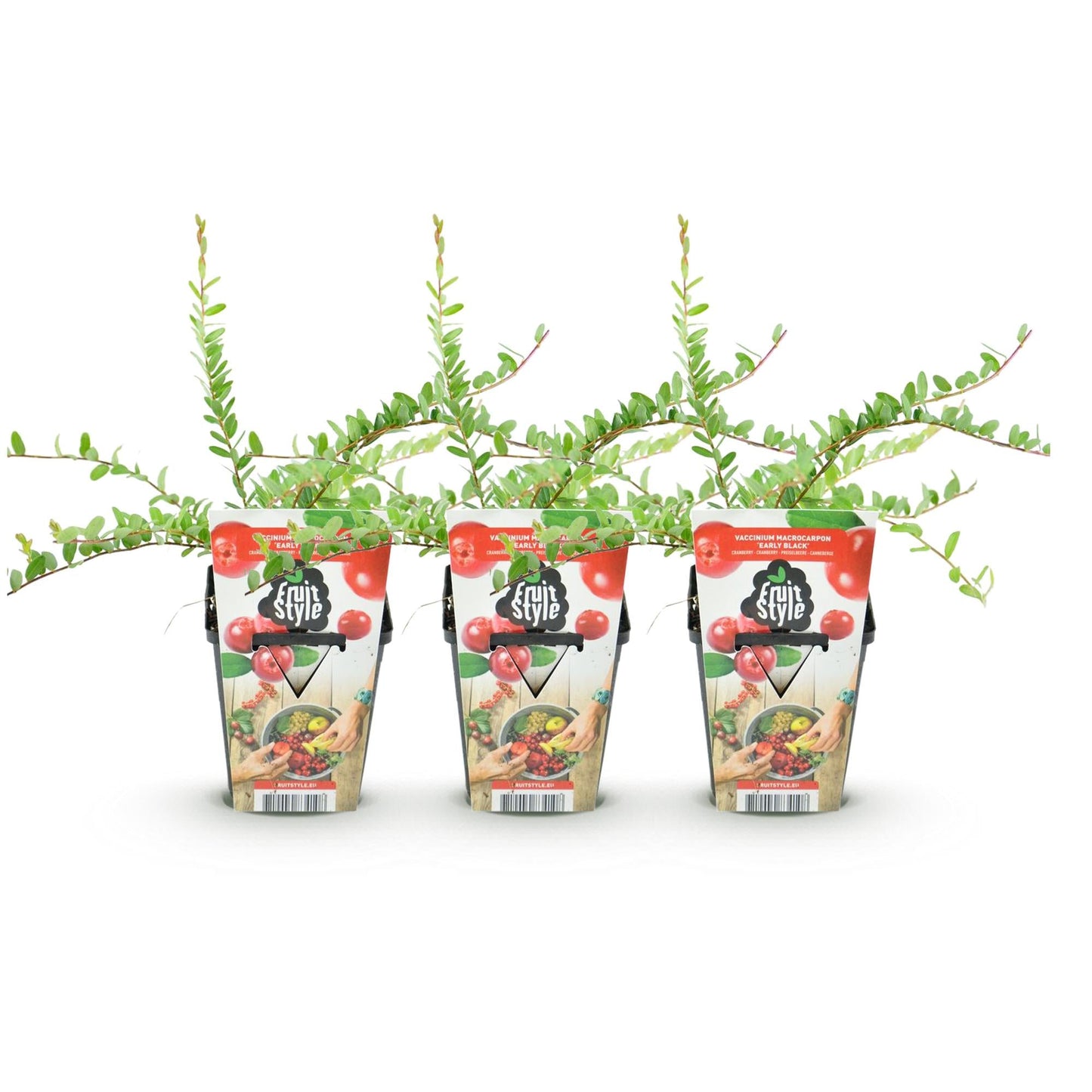 GreenboutiQ - Obstpflanzen - Blaubeere - Vaccinium macrophylla Early Black - Winterhart - 3 Pflanzen - Topf 9 cm - Dunkelrote Beere 