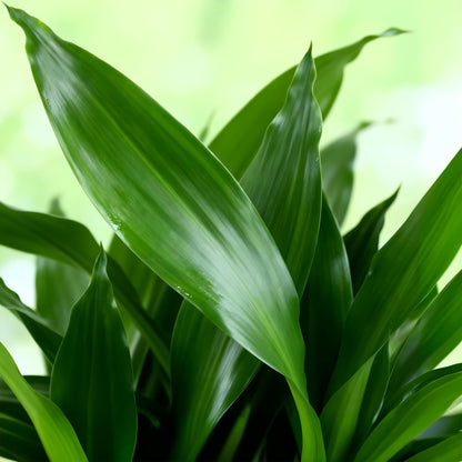 Green boutiQ - Zimmerpflanzen - Dracaena fragrans Steudneri - Drachenblutbaum - Wenig Pflege - mit Korb - Grün - 2 Pflanzen - Topf 17cm - Höhe 50-55cm 
