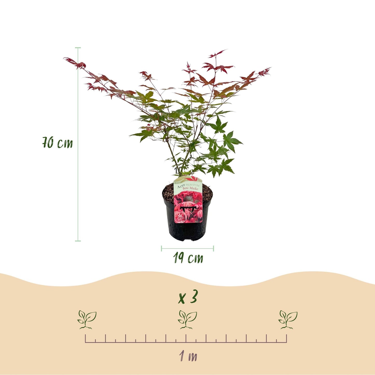 Japanischer Ahorn – Acer palmatum 'Beni Maiko' – 2 Pflanzen – ca. 70 cm hoch – Ø19 cm – tiefgrünes Laub, herbstlich scharlachrot – Balkonpflanze & Beetpflanze 