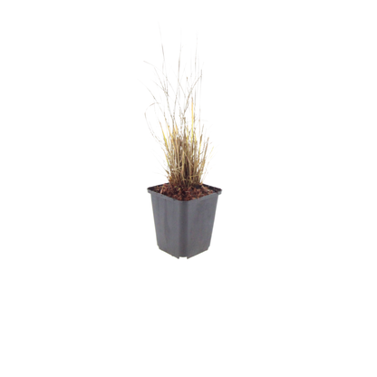 Calamagrostis brachytricha – 12 Pflanzen Diamantgras – 10-25cm – Ø9cm – Winterhartes Ziergras mit rosafarbenen Blütenrispen – Gartengras für Beet & Halbschatten
