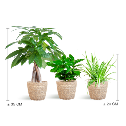 Tierfreundlicher Pflanzenkasten – Zimmerpflanzen-Mix – 3 grüne Pflanzen – Ø12 cm – Korb Sofia Natur – ungiftig für Katzen, Hunde & Kinder 